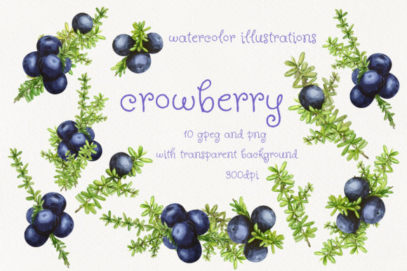 Crowberry Watercolor Illustrations: A Versatile Graphic Design Asset for Modern Branding