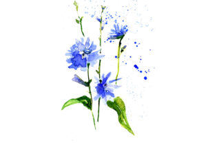 Watercolor Sketch Drawing Blue Chicory: A Versatile Illustration for Creative Projects